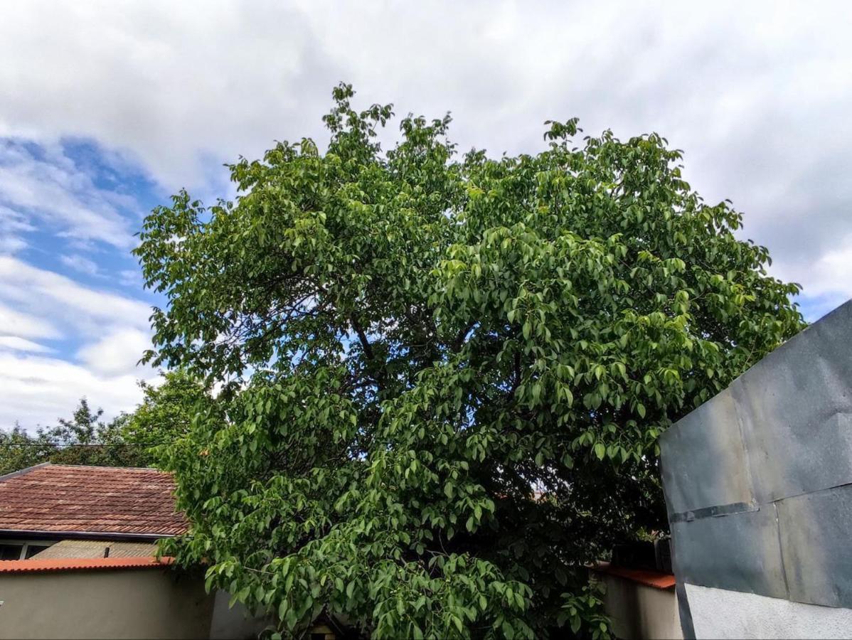 Limon Studios Braşov Exterior foto